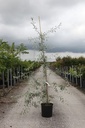 Pyrus salicifolia 'Pendula' cont. 12L 150/+ cm feathered +ф