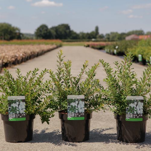 Spiraea nipponica 'Snowmound' cont. 3,6L 40-50 cm +B