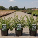 Spiraea nipponica 'Snowmound' cont. 3,6L 40-50 cm +p