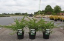 Spiraea nipponica 'Snowmound' cont. 3,6L 40-50 cm +p