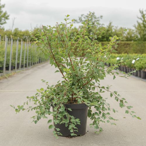 [P] Spiraea vanhouttei cont. 10L 80-100 cm +B