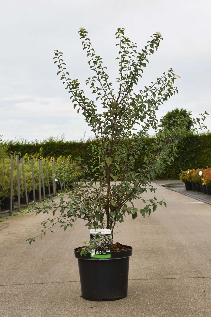 [P] Spiraea vanhouttei cont. 10L 80-100 cm +p