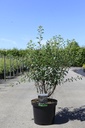 Spiraea vanhouttei Kont. 10L 80-100 cm +B