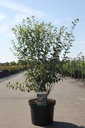 Spiraea vanhouttei cont. 10L 80-100 cm +ф