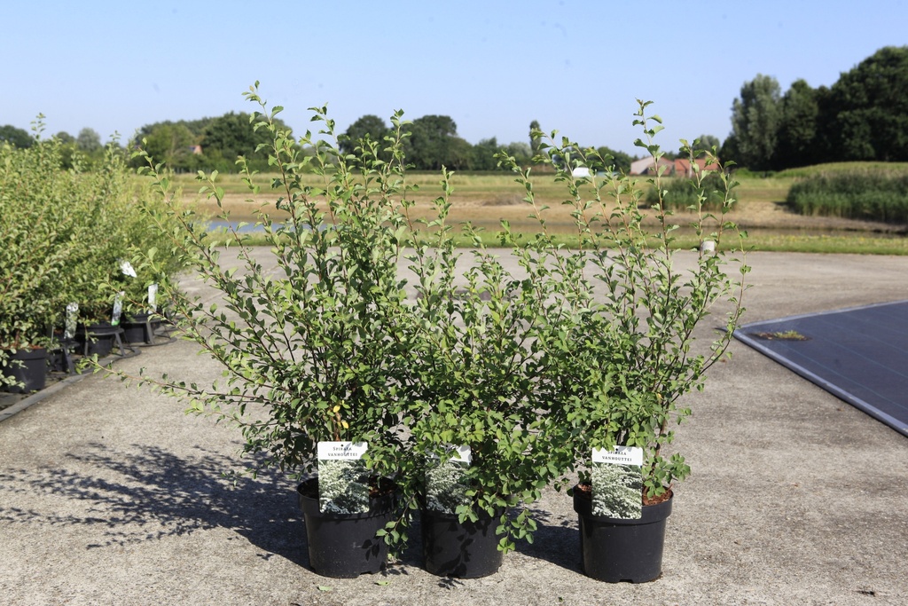 [P] Spiraea vanhouttei Kont. 3,6L 60/+ cm +B