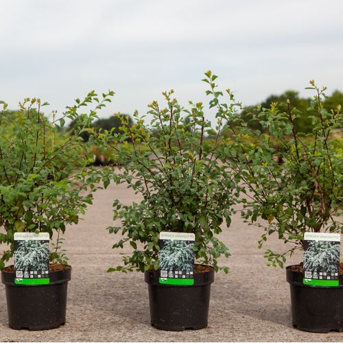 [P] Spiraea vanhouttei cont. 3,6L 60/+ cm +ф