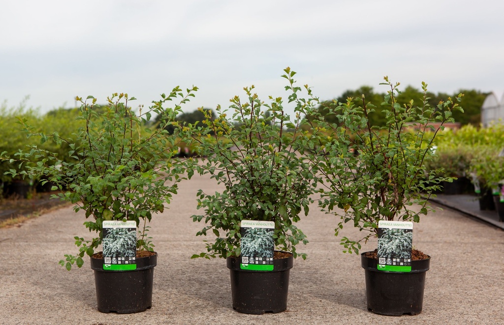 Spiraea vanhouttei cont. 3,6L 60/+ cm +p