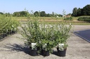 Spiraea vanhouttei Kont. 3,6L 60/+ cm +B