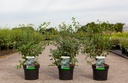 Spiraea vanhouttei cont. 3,6L 60/+ cm +B