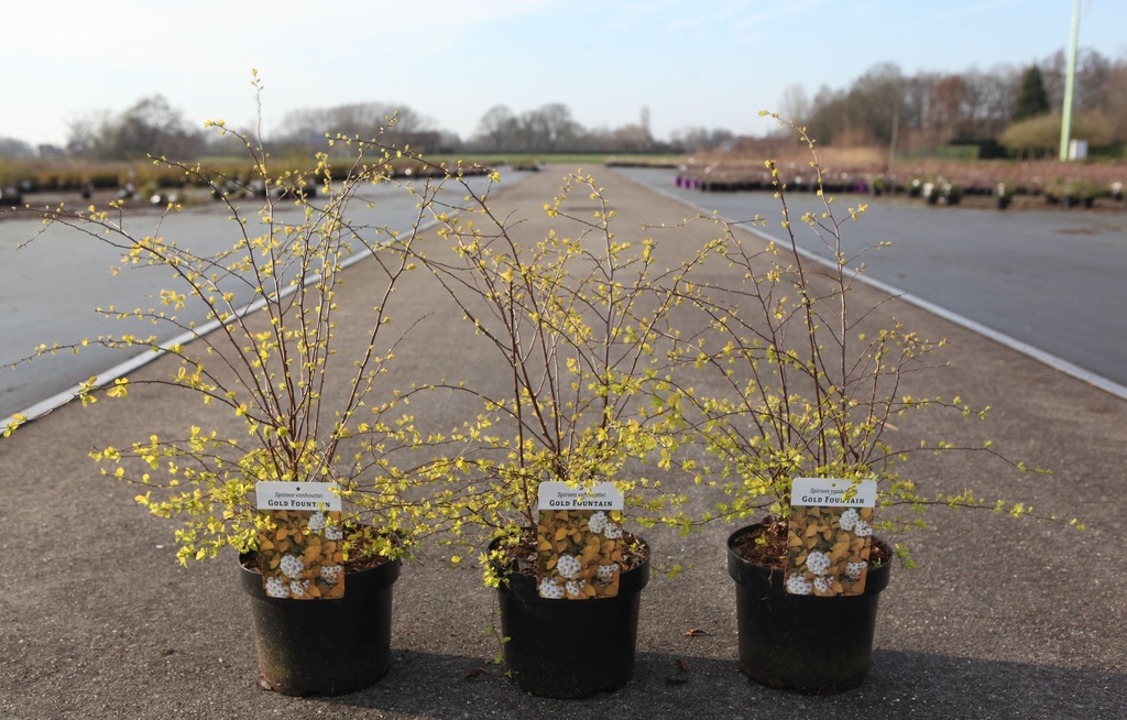 Spiraea vanhouttei 'Gold Fountain' cont. 3,6L 40/+ cm +p