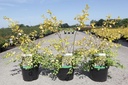 Spiraea vanhouttei 'Gold Fountain' cont. 3,6L 40/+ cm +p