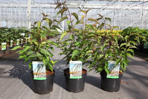 [P] Stachyurus chinensis 'Celina' cont. 3,6L 40-50 cm +ф