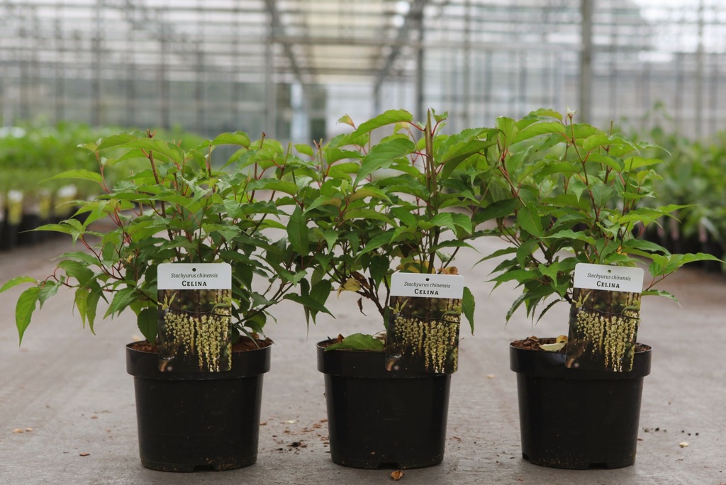 Stachyurus chinensis 'Celina' cont. 3,6L 40-50 cm +B