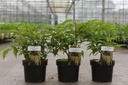 Stachyurus chinensis 'Celina' cont. 3,6L 40-50 cm +B