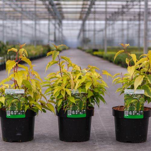 [P] Stachyurus chinensis 'Joy Forever' cont. 3,6L 40-50 cm +B