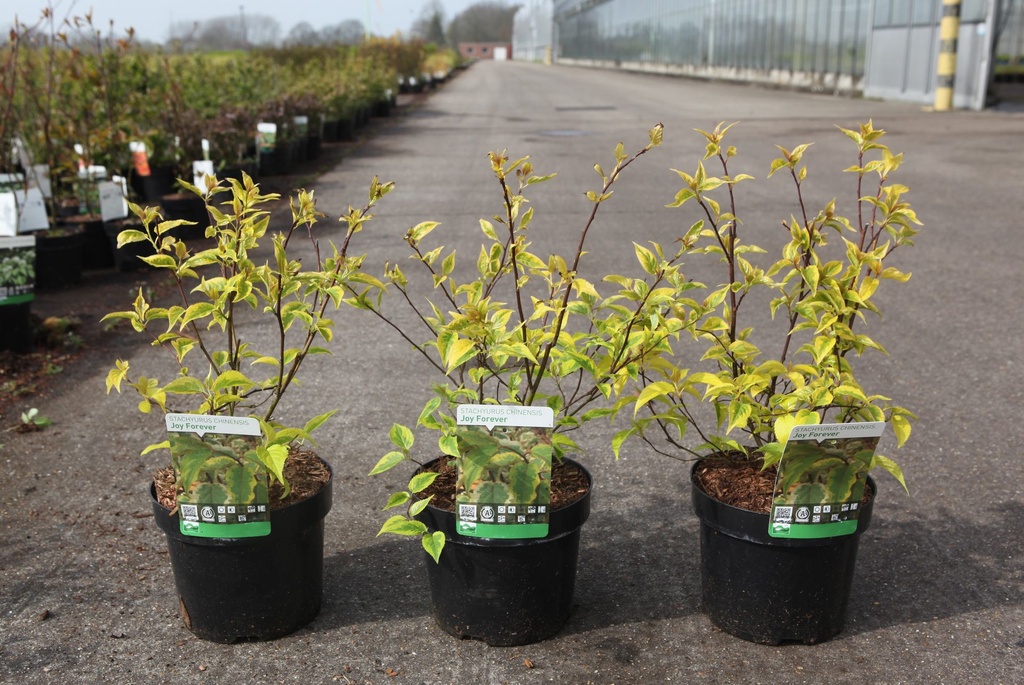 Stachyurus chinensis 'Joy Forever' cont. 3,6L 40-50 cm +f