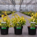 Stachyurus chinensis 'Joy Forever' cont. 3,6L 40-50 cm +ф