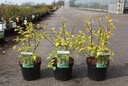 Stachyurus chinensis 'Joy Forever' cont. 3,6L 40-50 cm +f