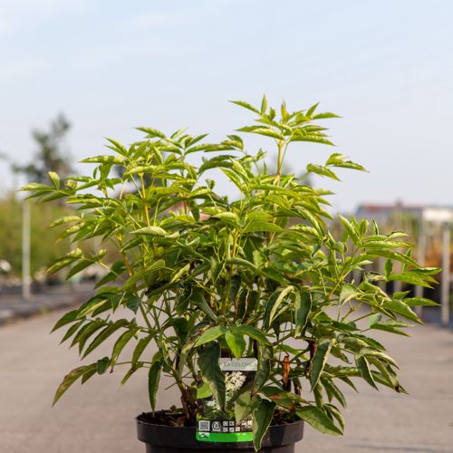 Staphylea colchica cont. 10L 80-100 cm +ф
