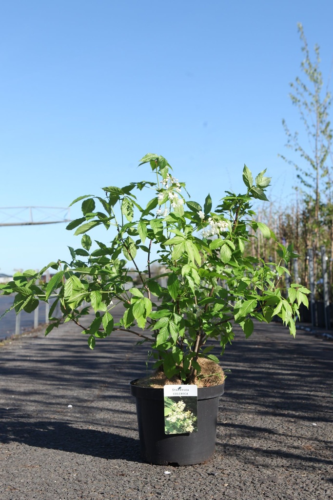 Staphylea colchica cont. 10L 80-100 cm +p