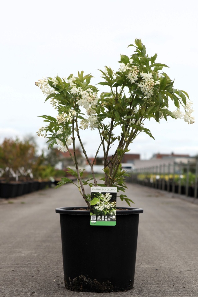 Staphylea colchica cont. 18L 125/+ cm +B