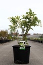 Staphylea colchica cont. 18L 125/+ cm +p