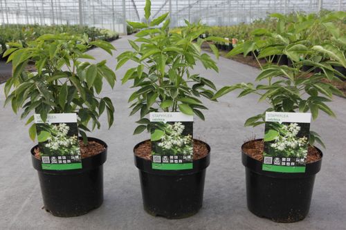 Staphylea colchica cont. 3,6L 40-50 cm +p