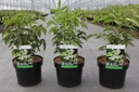 Staphylea colchica cont. 3,6L 40-50 cm +ф