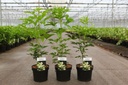Staphylea colchica cont. 3,6L 40-50 cm +p