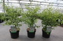 Styrax japonica cont. 3,6L 50-60 cm +B