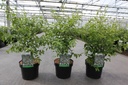 Styrax japonica cont. 3,6L 50-60 cm +p