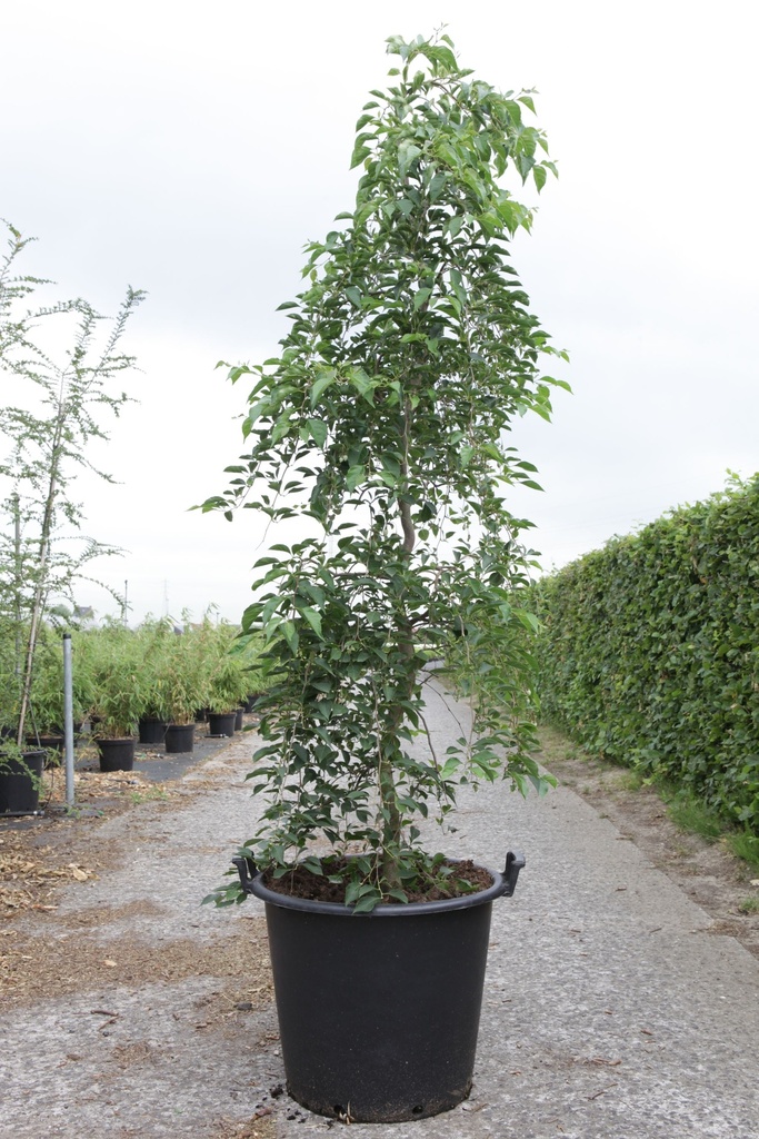 Styrax japonica 'Fragrant Fountain®' cont. 50L 150/+ cm