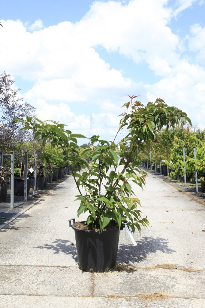 Stachyurus praecox cont. 30L 125-150 cm