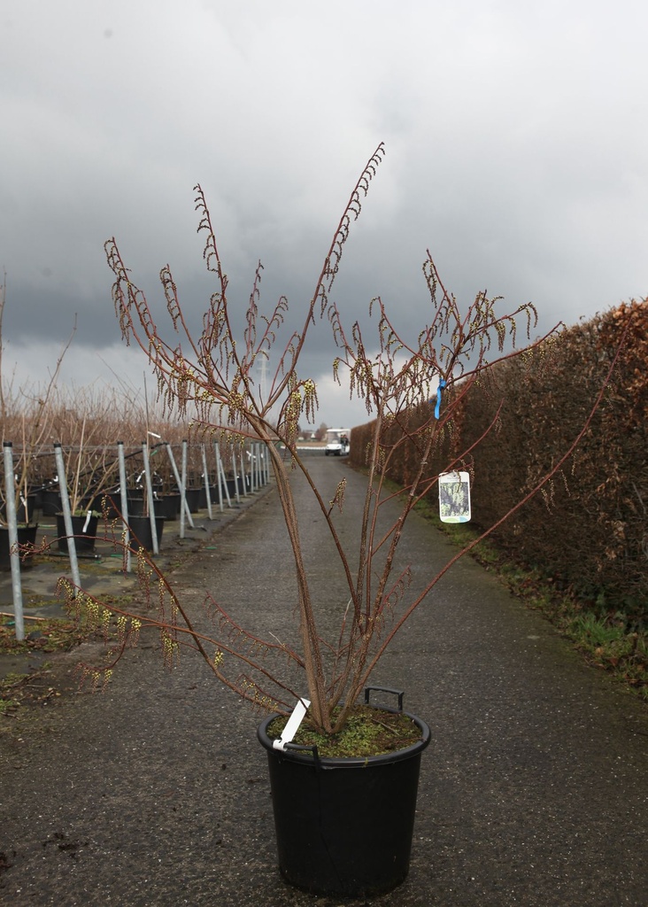 Stachyurus praecox cont. 30L 125-150 cm