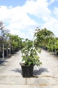 Stachyurus praecox cont. 30L 125-150 cm