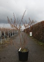 Stachyurus praecox cont. 30L 125-150 cm