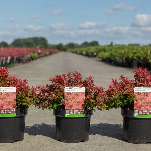 Berberis thunbergii 'Admiration' (PBR) cont. 3,6L 25/+ cm +ф