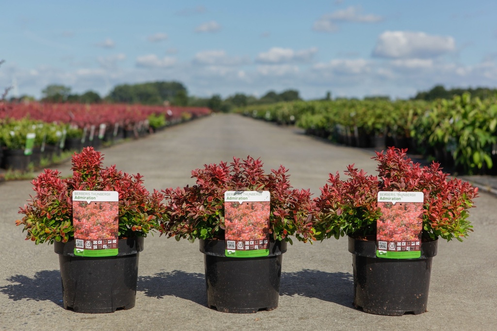 Berberis thunbergii 'Admiration' (PBR) cont. 3,6L 25/+ cm +p