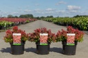 Berberis thunbergii 'Admiration' (PBR) cont. 3,6L 25/+ cm +p