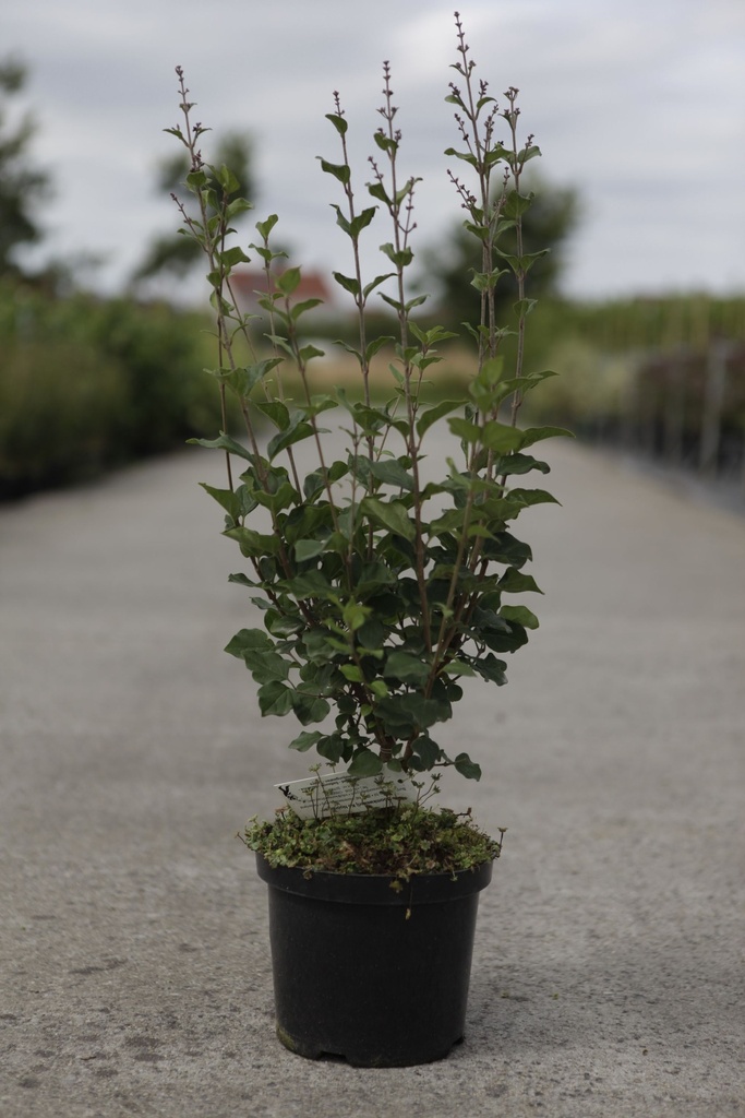Syringa Proven Winners® BLOOMERANG DARK PURPLE (PBR) cont. 4L 40/+ cm +f