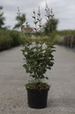 Syringa Proven Winners® BLOOMERANG DARK PURPLE (PBR) cont. 4L 40/+ cm +p