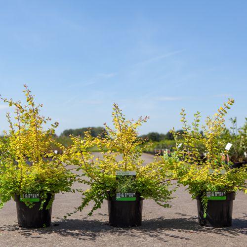 [P] Symphoricarpos chenaultii 'Brain de Soleil' cont. 3,6L 30-40 cm +ф