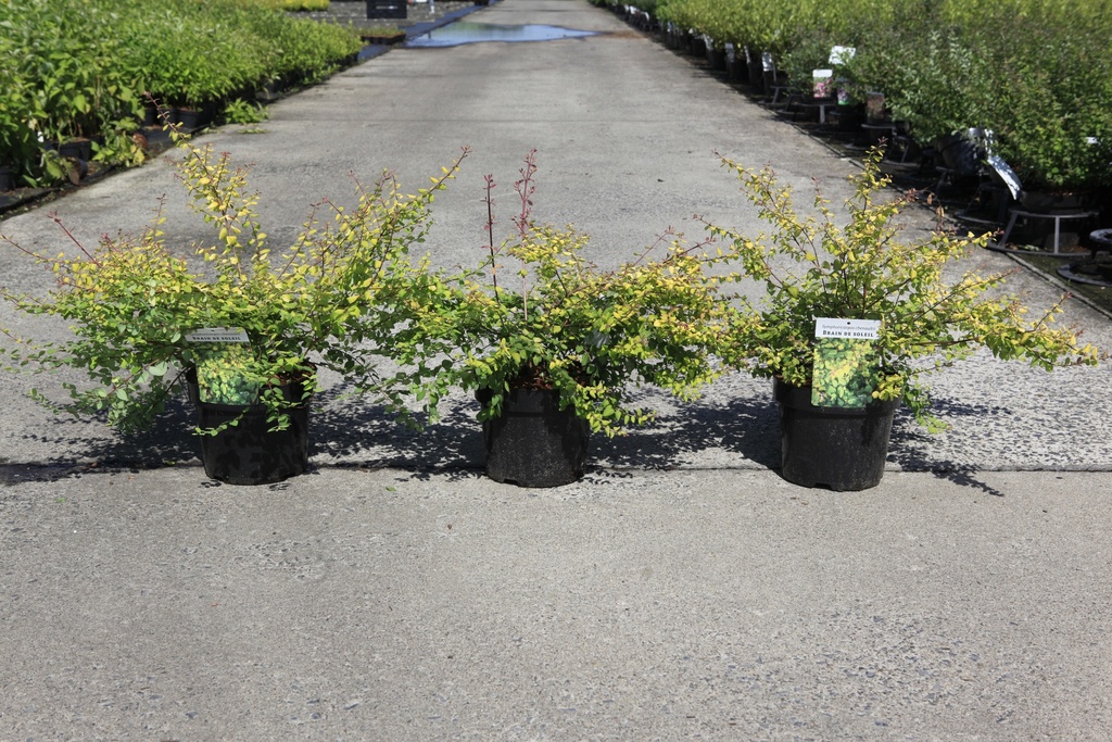 [P] Symphoricarpos chenaultii 'Brain de Soleil' cont. 3,6L 30-40 cm +ф