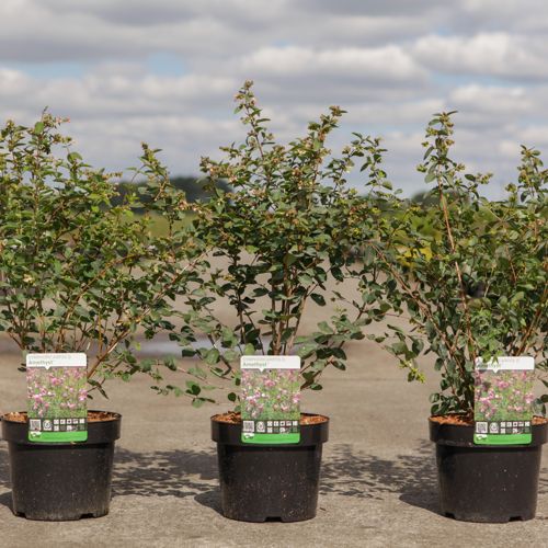 Symphoricarpos doorenbosii 'Amethyst®' cont. 3,6L 40-50 cm +B