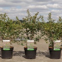 Symphoricarpos doorenbosii 'Amethyst®' cont. 3,6L 40-50 cm +B