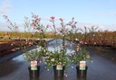 Symphoricarpos doorenbosii 'Amethyst®' cont. 3,6L 40-50 cm +p