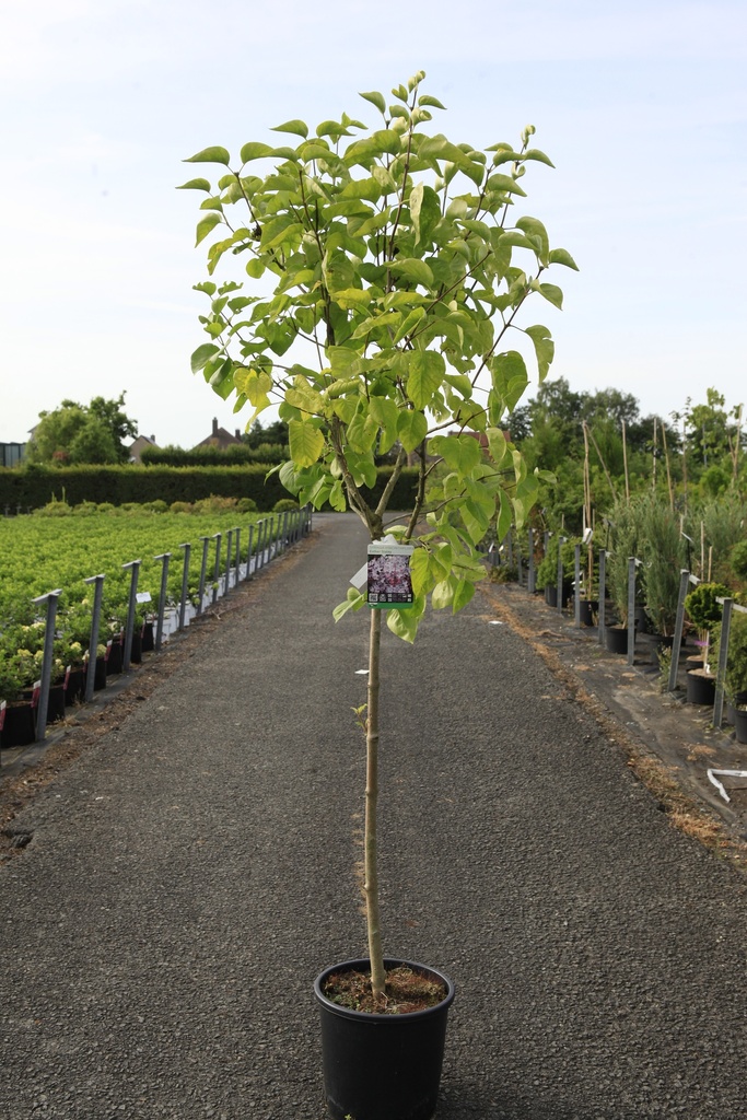 [P] Syringa hyacinthiflora 'Esther Staley' cont. 15L demi-tige +p