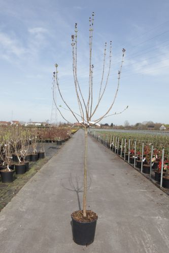 [P] Syringa hyacinthiflora 'Esther Staley' cont. 15L half standard +ф