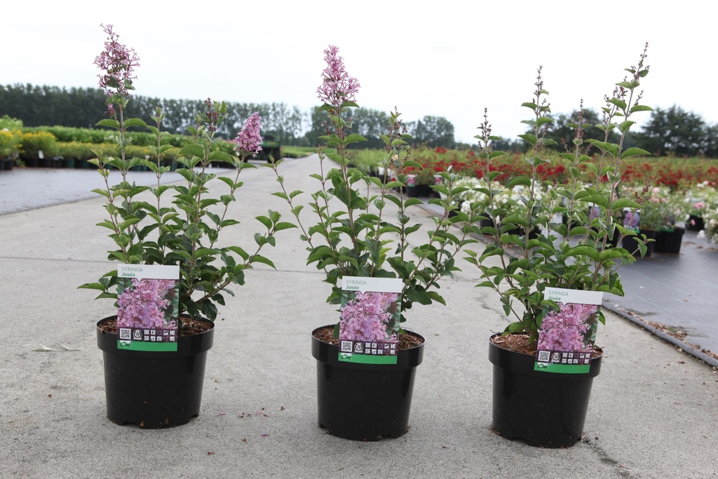 Syringa 'Josée' cont. 4L 40-50 cm +f