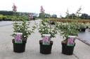 Syringa 'Josée' cont. 4L 40-50 cm +f